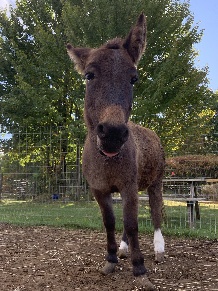 PennyLaneFarm's tweet photo. Miss Molly mule has got that Friday feeling! 😝 #FreeToJustBe❤️ https://t.co/CD3O2eNdPR