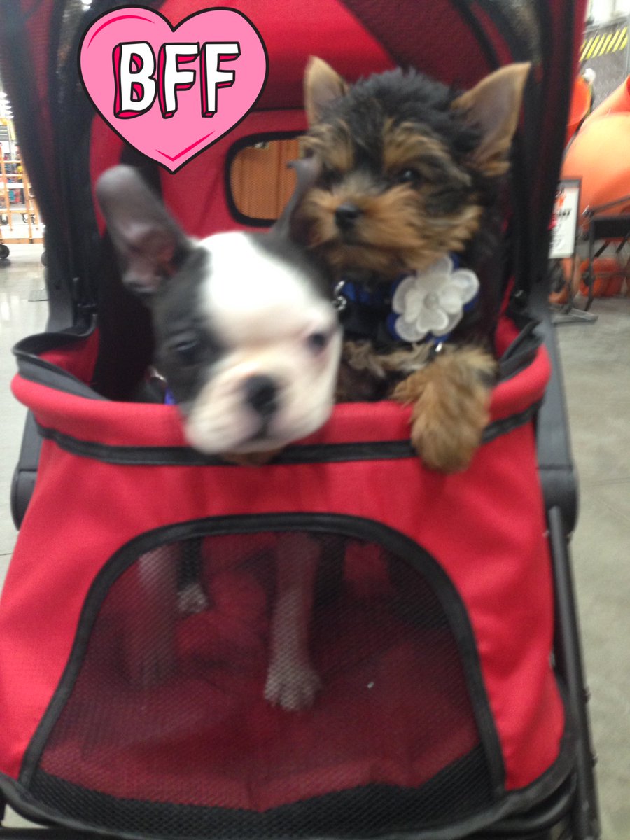 MollieandToots's tweet photo. It's our first trip in our new stroller and Mommy took us down to see Daddy at work. We had LOTS of fun! π©π #mollieandtoots
#arentwecute #bigbrotherandlittlesister #gen7pets @thehomedepot @weare1407
#bostonterrier #bostonterriersociety #yorkshireterrier #yorkie https://t.co/o023w7Aq6c