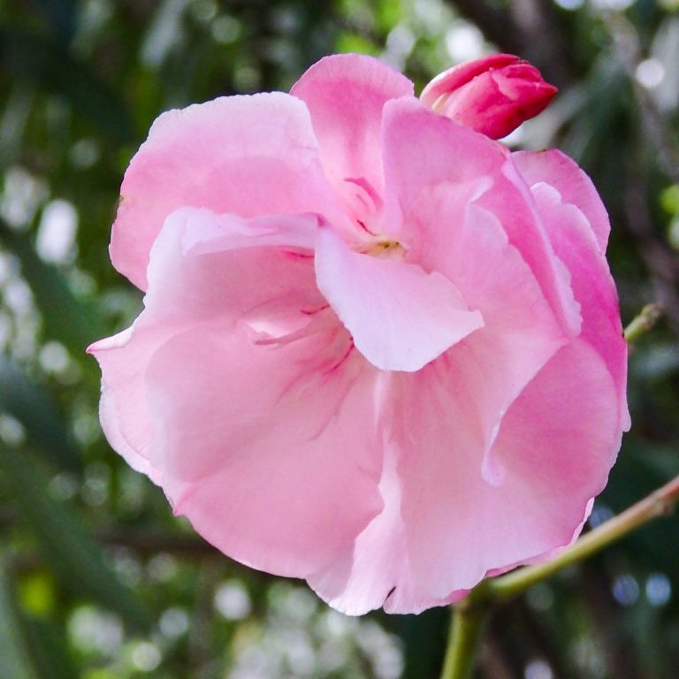 キョウチクトウ科