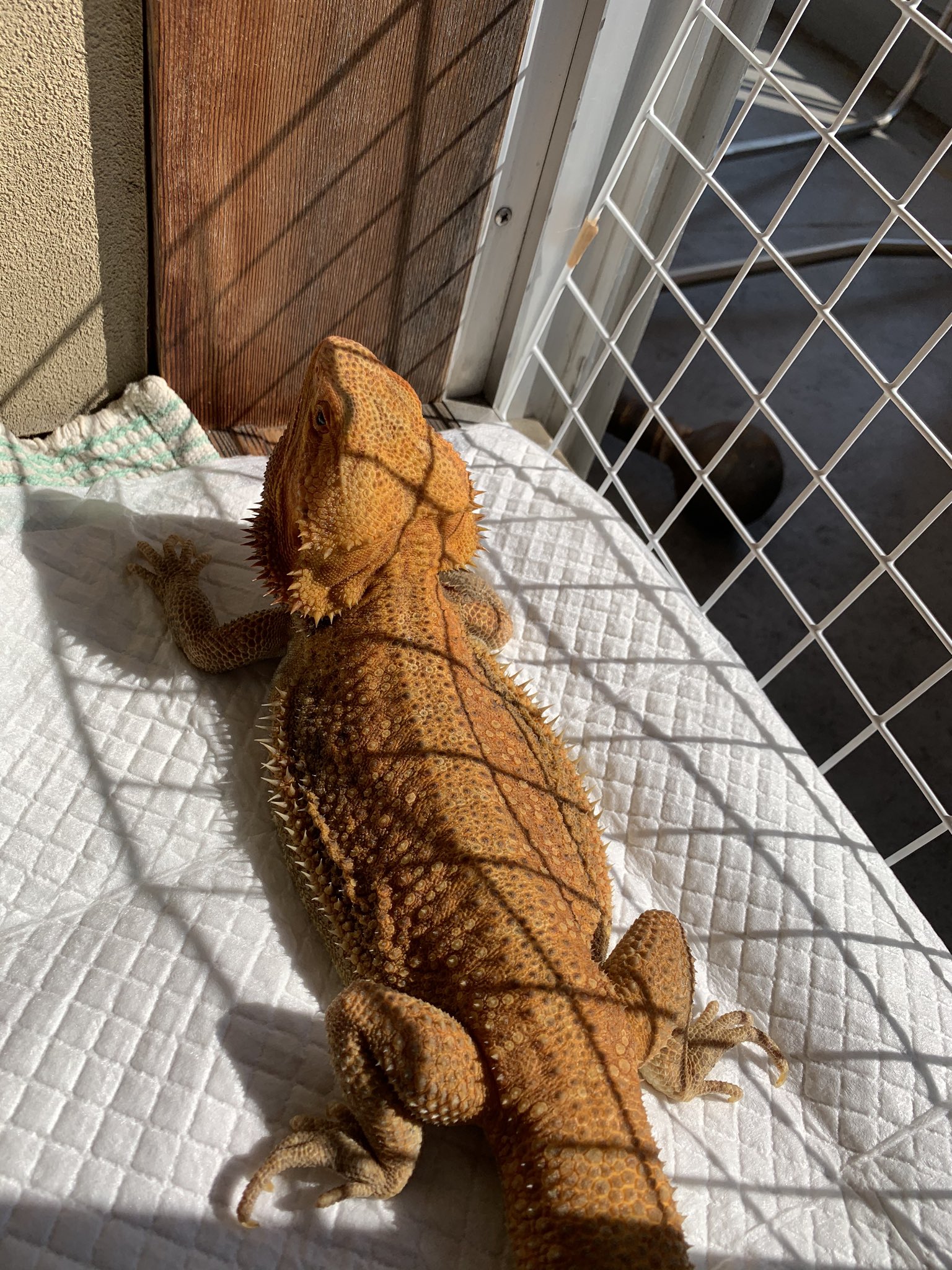 Yacht Yachtnico2 Twitter