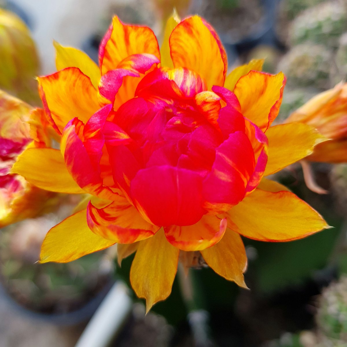 Yodtawan2's tweet photo. 🌻ยอดตะวัน🌻
#แคคตัส #กระบองเพชร #รักแคคตัส #CactusTweets #Cactus #cacti #cactusflower #Flowers #flowerlove #flowerstagram #flowerphotography #flowerreport #flower #ดอกไม้สวย #cactusclub #cactos #cactuseros
#cacto #cactusflower #cactusthailand #cactuslove #kaktus #cacti #kaktus https://t.co/q8CAdOq49a
