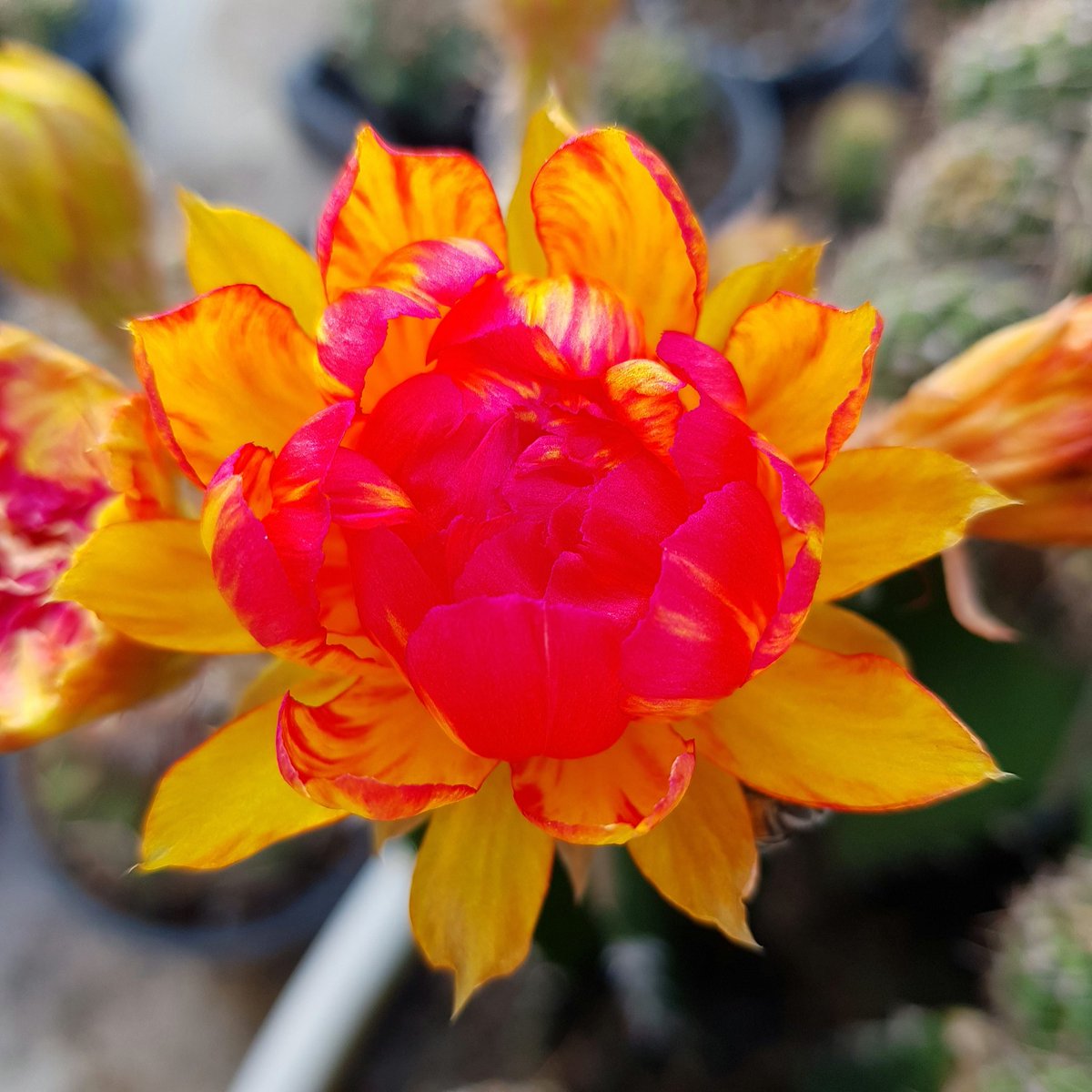 Yodtawan2's tweet photo. 🌻ยอดตะวัน🌻
#แคคตัส #กระบองเพชร #รักแคคตัส #CactusTweets #Cactus #cacti #cactusflower #Flowers #flowerlove #flowerstagram #flowerphotography #flowerreport #flower #ดอกไม้สวย #cactusclub #cactos #cactuseros
#cacto #cactusflower #cactusthailand #cactuslove #kaktus #cacti #kaktus https://t.co/q8CAdOq49a