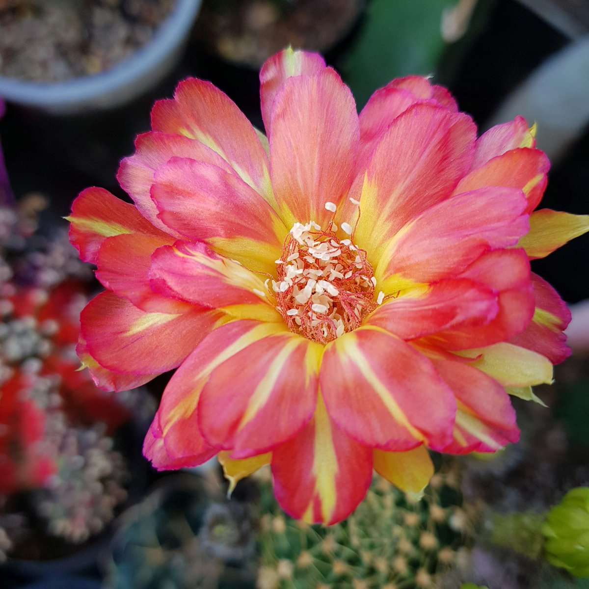 Yodtawan2's tweet photo. 🌻ยอดตะวัน🌻
#แคคตัส #กระบองเพชร #รักแคคตัส #CactusTweets #Cactus #cacti #cactusflower #Flowers #flowerlove #flowerstagram #flowerphotography #flowerreport #flower #ดอกไม้สวย #cactusclub #cactos #cactuseros
#cacto #cactusflower #cactusthailand #cactuslove #kaktus #cacti #kaktus https://t.co/KNeIlTbLdb