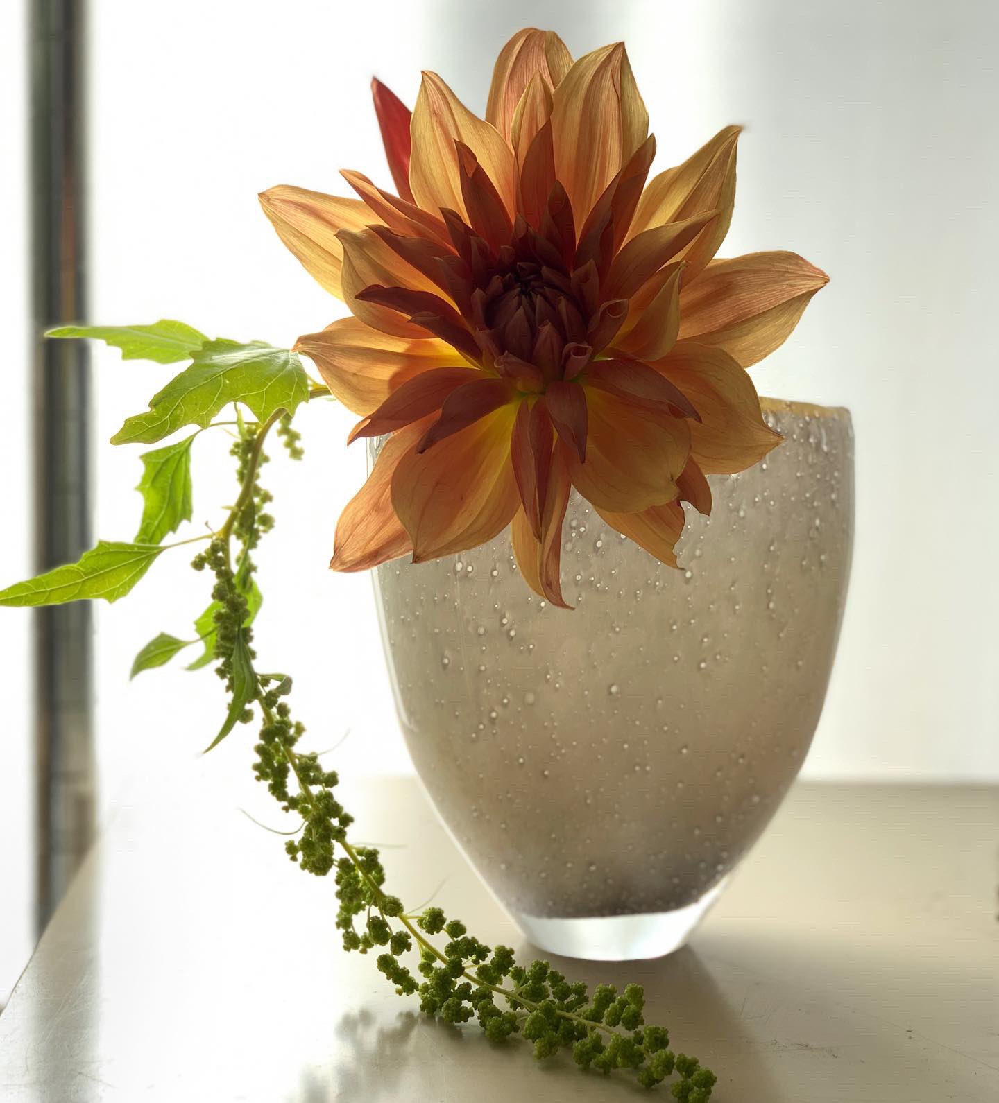 小山潤子 ダリア グランドキャニオン つぼみで出荷された花 日に日に咲いてきました 先日のギフトフラワーにもアレンジしましたが 華やかに咲いていることでしょう Amicaflowers Flowerarrangement Dahlia ダリア 芦屋 花のある暮らし