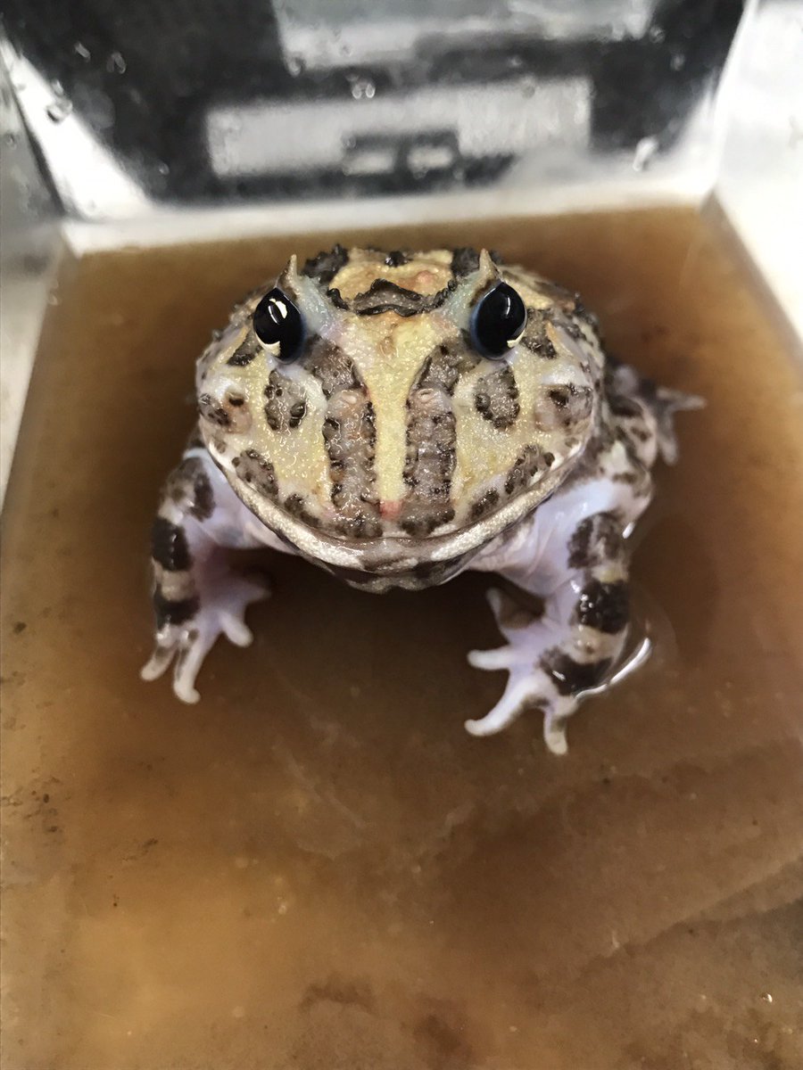 カエルブリード研究所 今朝産卵したばかりなで受精率が全くわかりませんので通常オタマジャクシ1匹1000円 3 000円で販売していますが卵11個セットでビックリ超特価で販売しますよ 何匹孵化するかはわかりませんので予めご承知くださいませ 限定25 カエルブリード研究所 今朝産卵したばかりなで受精率が全くわかりませんので通常オタマジャクシ1匹1000円 3 000円で販売していますが卵11個セットでビックリ超特価で販売しますよ 何匹孵化するかはわかりませんので予めご承知くださいませ 限定25