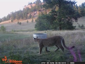 protectthewolve's tweet photo. New Wyoming Fish and Game Directors Actions appear questionable - #EndangeredSpeciesList #OpposeWelfareRanchingNotWolves #RestoreWolvesToESL - I'd like to give everyone a little background on the state of Wyoming's Game Commission. This is taken ... - https://t.co/rokzq4lKUU - https://t.co/6a2bT6Nk6N