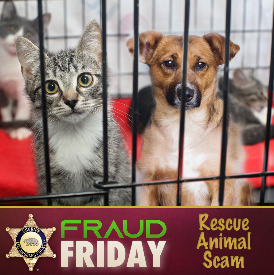 LASDCustody's tweet photo. #FraudFriday #LASD warns people to not be fooled by fake Animal Rescue Scams!  https://t.co/SRKyIDDq3A https://t.co/r0MA6itY6X