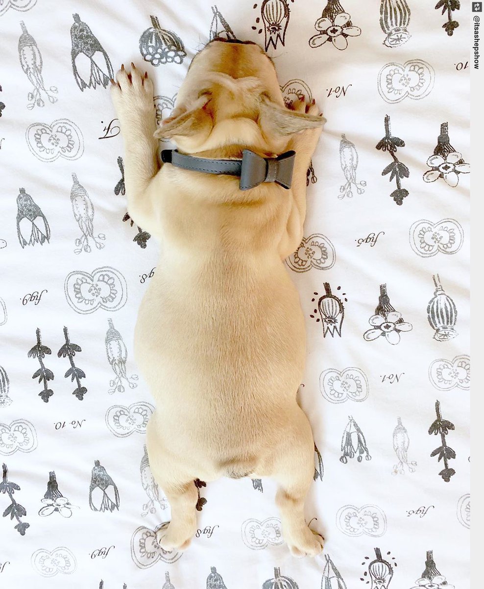 IngloriousDogs's tweet photo. Potato Mode #mood #stillfancy #fridaynight . . . #puppy #puppylove #dogsofinstagram https://t.co/BT7TYB6TsE