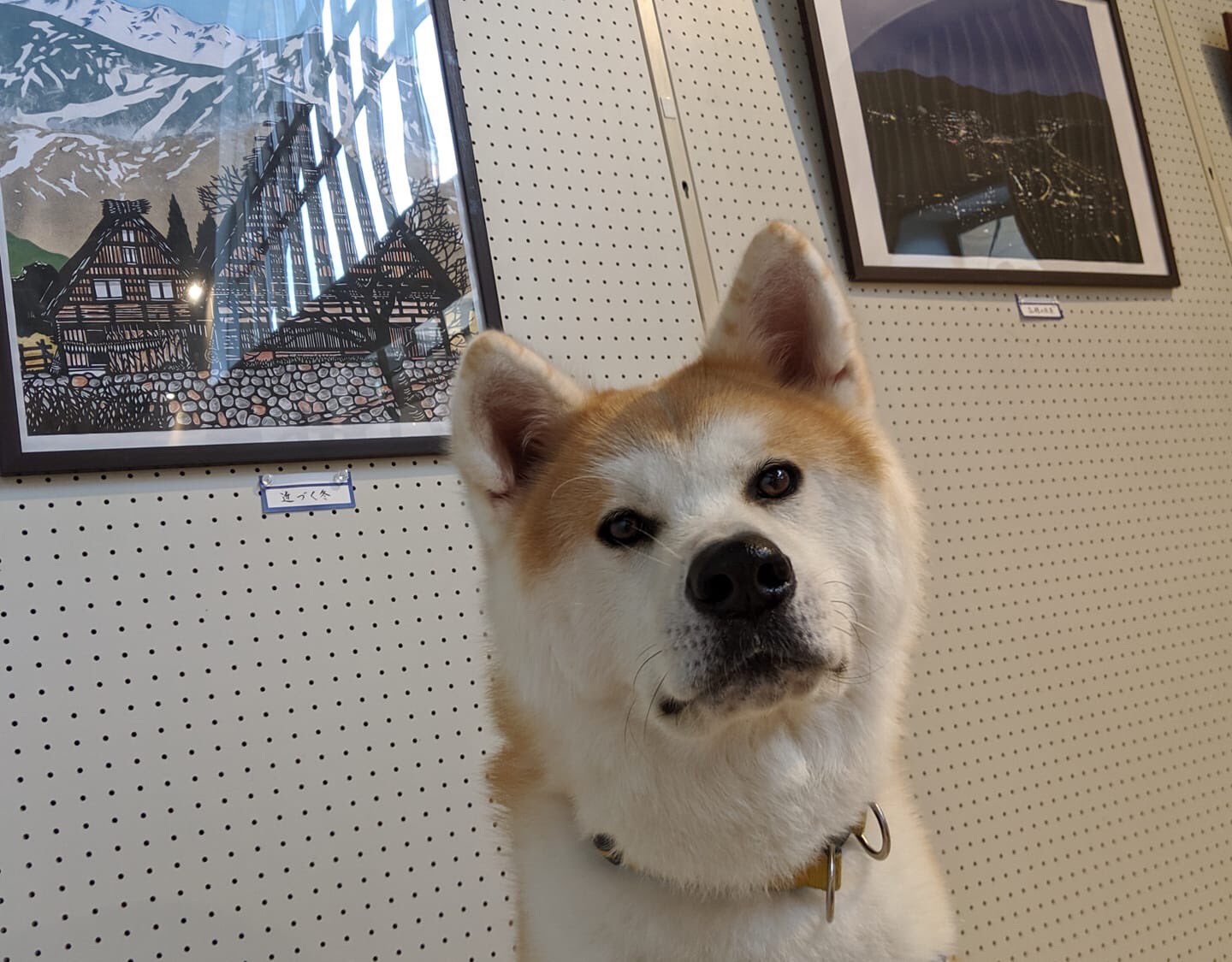 秋田犬の里 公式 切り絵展in秋田犬の里第二弾 秋田犬の里イベントコーナーで 密かに切り絵展の第二弾が開催中 プロ って思うほど びっくりするほど素晴らしいです 勝大くんも思わずカメラ目線に 10月14日 祝月 まで 切り絵展