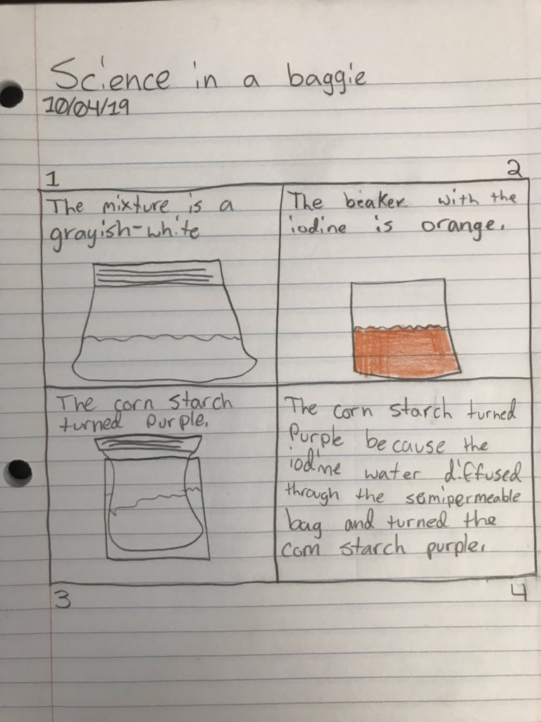 AllieBBogart's tweet photo. Seventh grade students investigating semipermeable membranes and diffusion. Doing a great job making sense of phenomenon. @KernvilleUnionS #coltsstem https://t.co/RyJM1koXzK