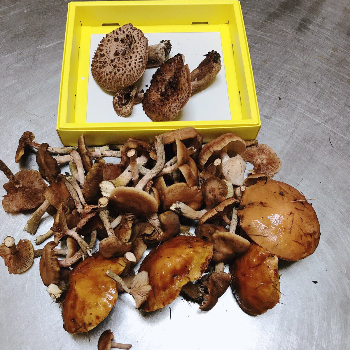 甲武キャンプ村 キャンプ場内は今 きのこの盛り 今日の賄いは きのこうどんです アシナガ センボンシメジ イッポンシメジなどなどなど きのこ三昧 甲武キャンプ 丹波山村 キノコ狩り