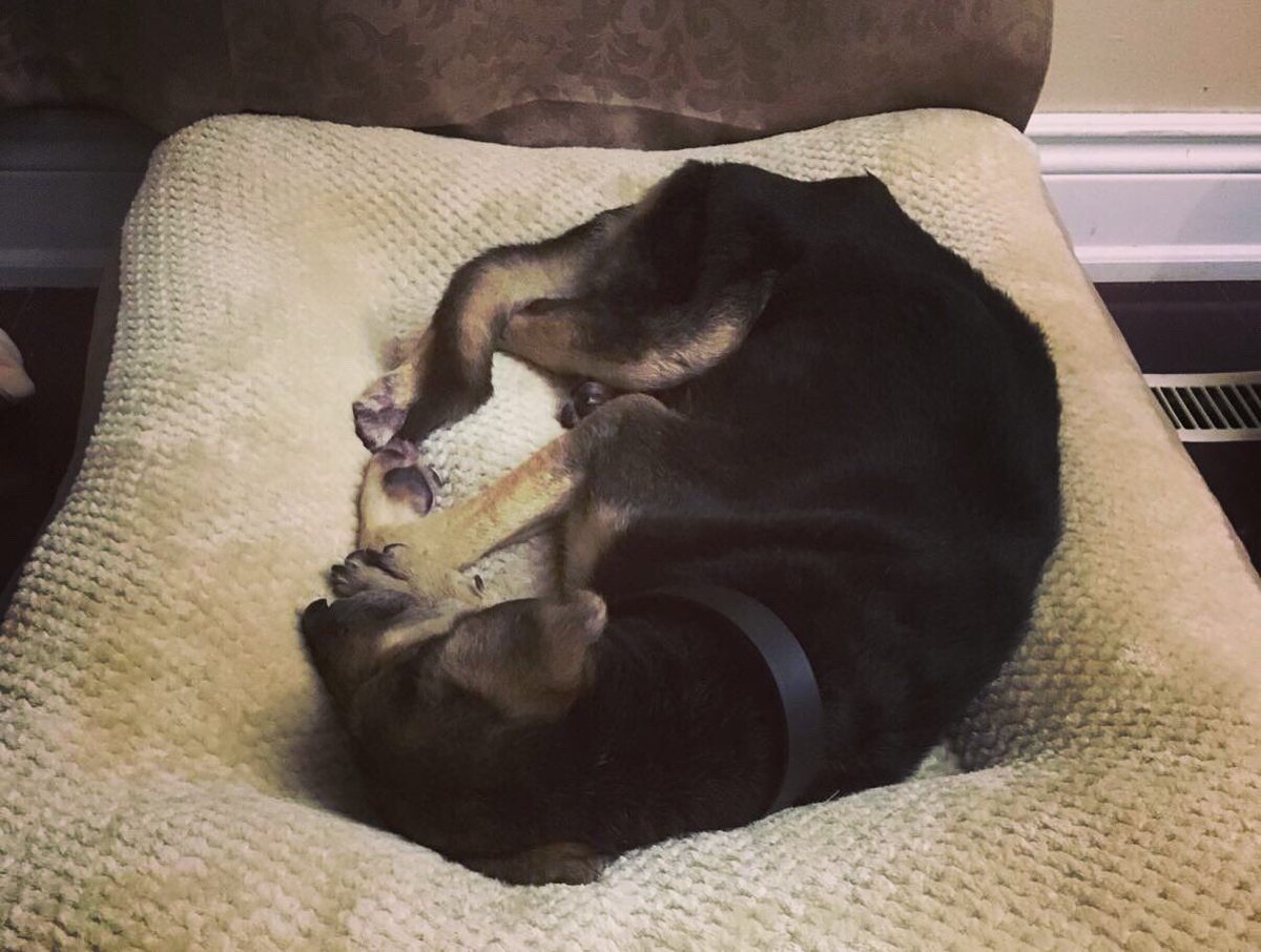 animalcarezone's tweet photo. Experiencing luxury for the first time.
#goodnight #sweetdreams #sleepfordays #sleepyboy #comfortdog #bringbravohome #newlife #dreamaway #dogdreams #peacefulnight #sleepydog #peacefuldog https://t.co/bmZTc4YuDh