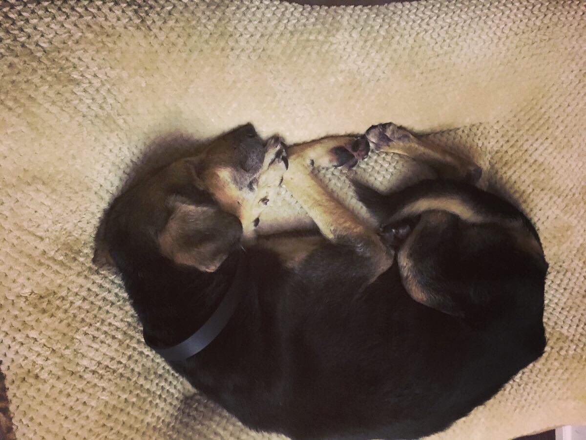 animalcarezone's tweet photo. Experiencing luxury for the first time.
#goodnight #sweetdreams #sleepfordays #sleepyboy #comfortdog #bringbravohome #newlife #dreamaway #dogdreams #peacefulnight #sleepydog #peacefuldog https://t.co/bmZTc4YuDh