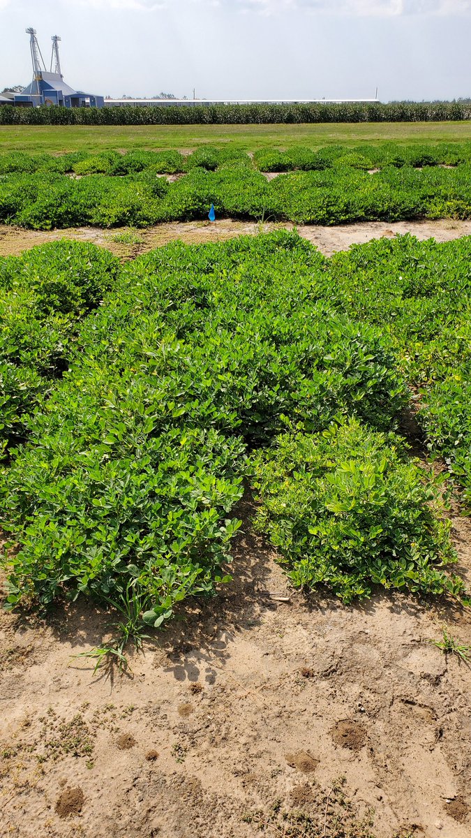 Spent the morning rating pnut plots in Marianna. Found stem rot, late leaf spot and TSWV. #flpnutdisease