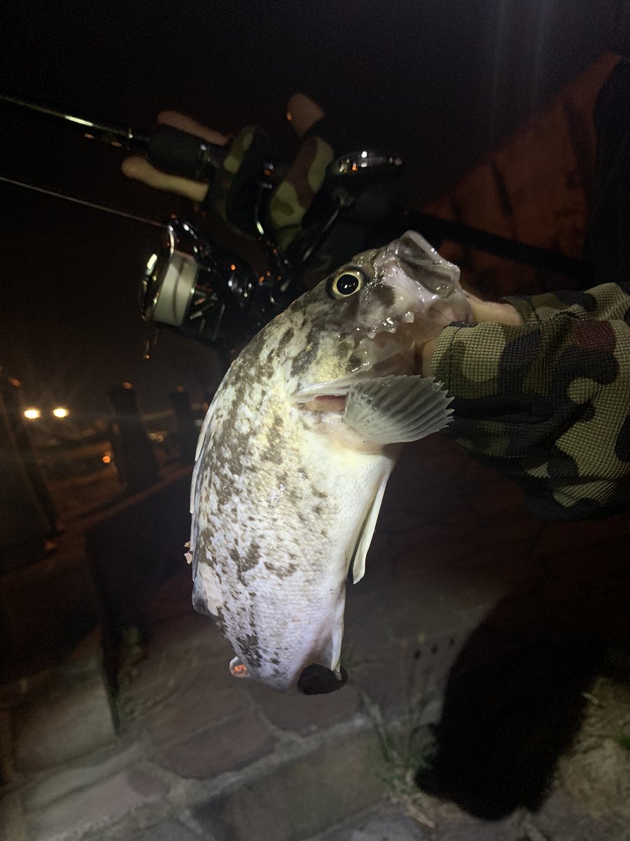 Junichi 2位 この時期渋いのはわかってるけど 釣り行きたい病がもう末期 釣り好きな人と繋がりたい 釣り ロックフィッシュ Shimano Hardrocker