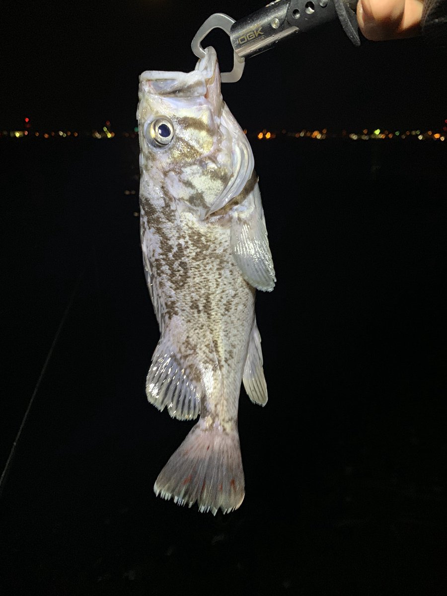 Junichi 2位 この時期渋いのはわかってるけど 釣り行きたい病がもう末期 釣り好きな人と繋がりたい 釣り ロックフィッシュ Shimano Hardrocker