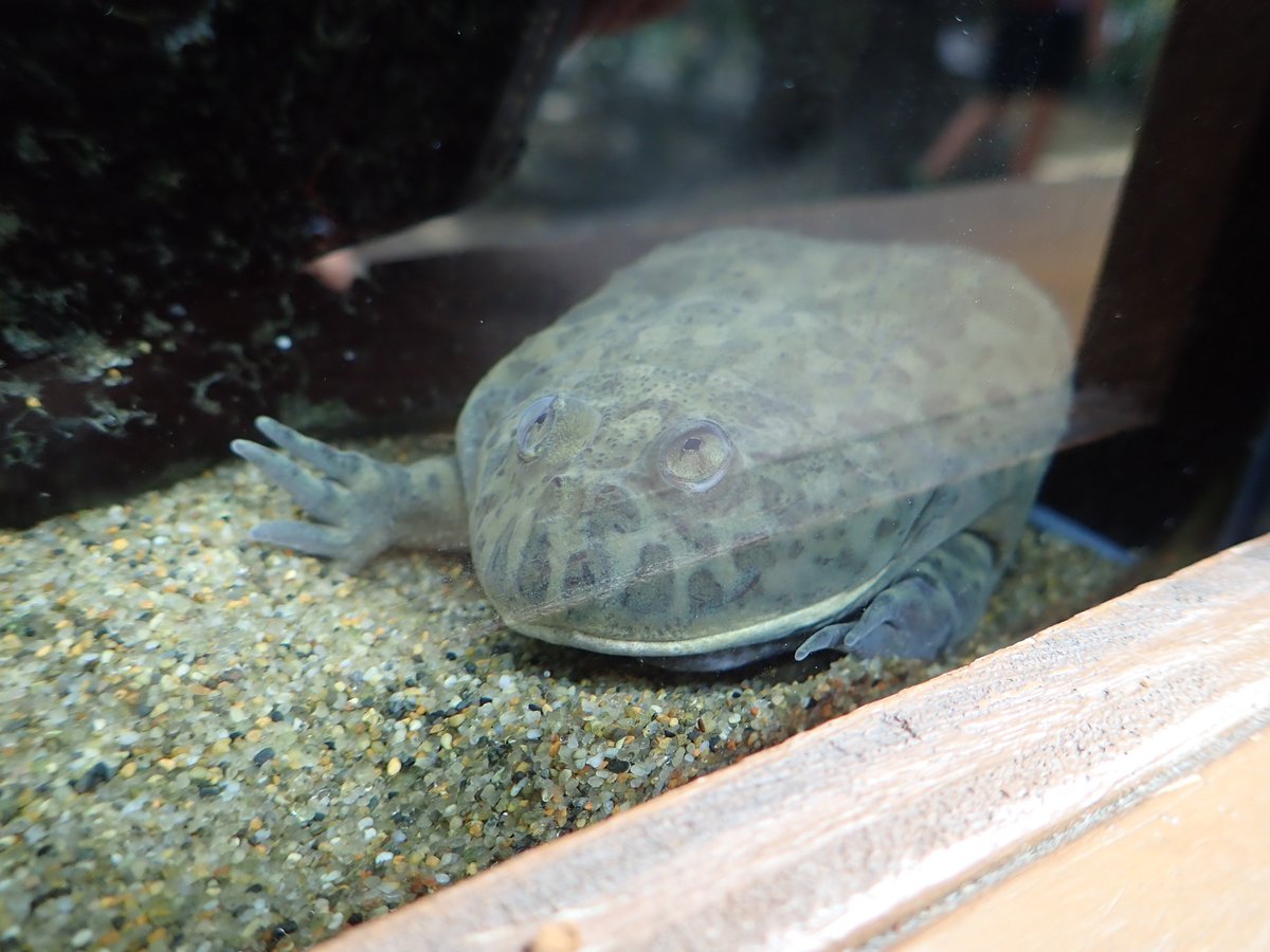 上野動物園 公式 名前がタピオカ 水の中にいる Jkに人気 こんなに類似点が多いのですが 街で売られているタピオカドリンクとは無関係です マルメタピオカガエル 水生のカエル 上向きの目を水から出してまわりを確認 上野でタピ活