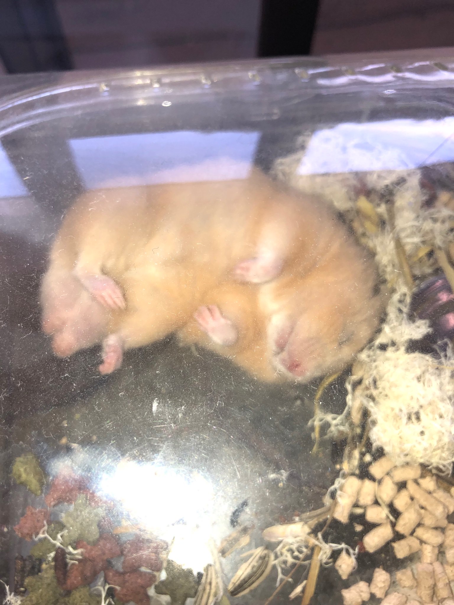 冬威 うちのくまおは 警戒心がまるでない寝方をする かわいい ハムスター キンクマハムスター T Co Gj14vnezxf Twitter