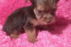 PetsClassifieds's tweet image. petsclassifiedads.com/pets/dogs/york…