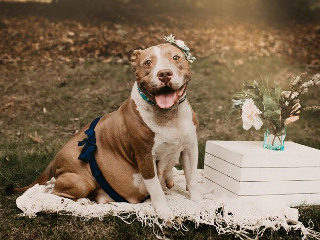 newscomauHQ's tweet photo. Mama Pickles was abandoned while heavily pregnant. So, when she was taken in by a local shelter, they organised an adorable maternity shoot for her! https://t.co/SzUJxQMPQC
📷 Lauren Casteen Sykes https://t.co/MmYd4GdSIp