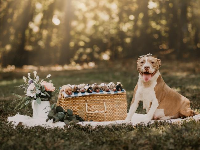 newscomauHQ's tweet photo. Mama Pickles was abandoned while heavily pregnant. So, when she was taken in by a local shelter, they organised an adorable maternity shoot for her! https://t.co/SzUJxQMPQC
📷 Lauren Casteen Sykes https://t.co/MmYd4GdSIp