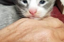 PetsClassifieds's tweet image. petsclassifiedads.com/pets/cats/main…