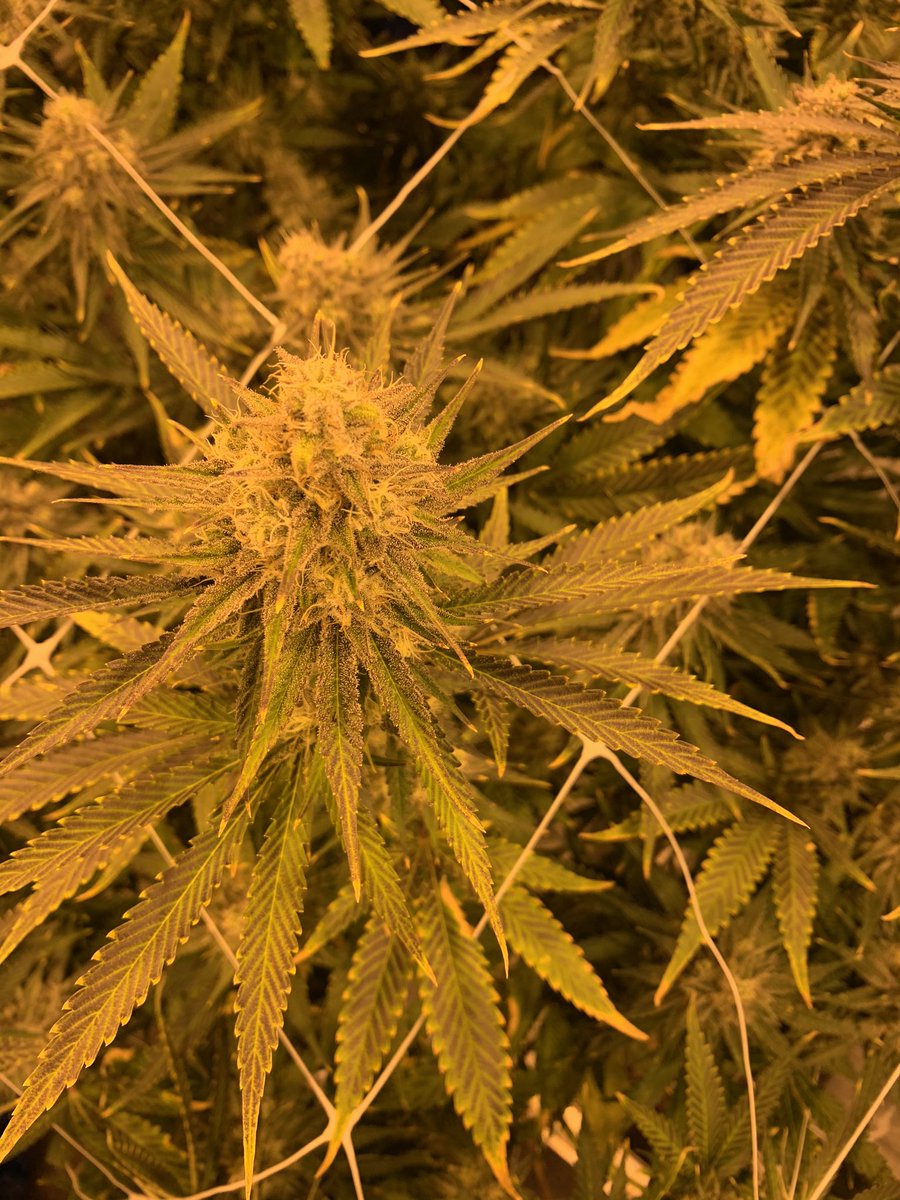 dinochicken27's tweet image. Great Friday night #THCDesign #WeedBusLA