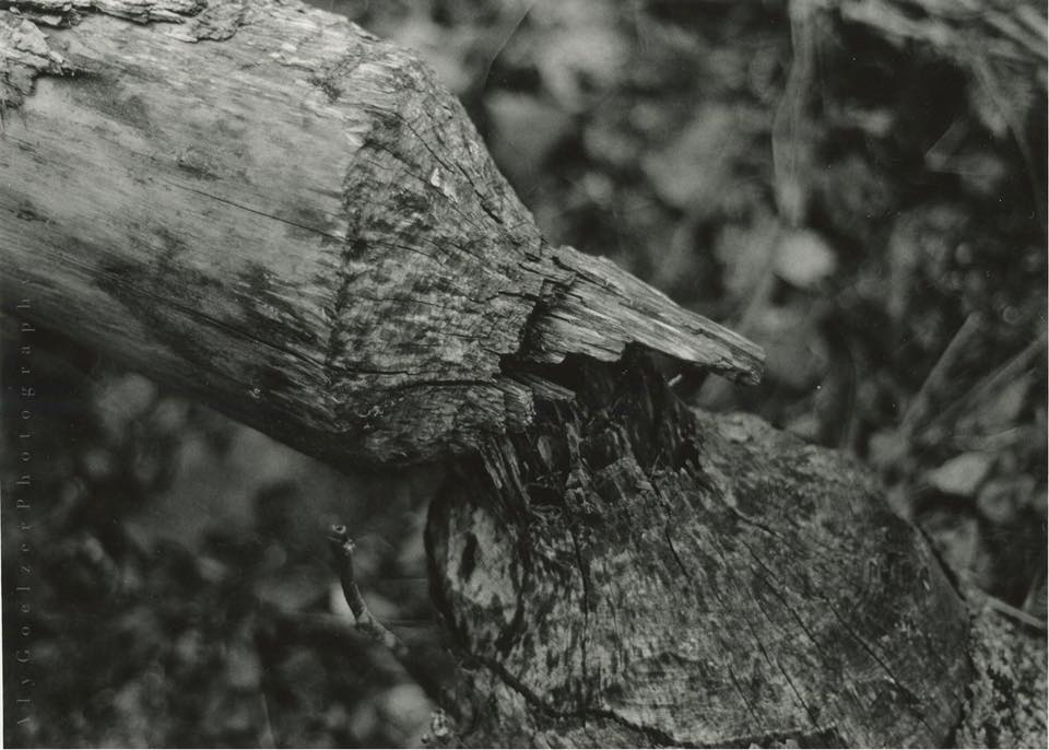 Alygoel16's tweet photo. @hitRECordJoe Some black and white film photos. https://t.co/Qf7XMzQTeN