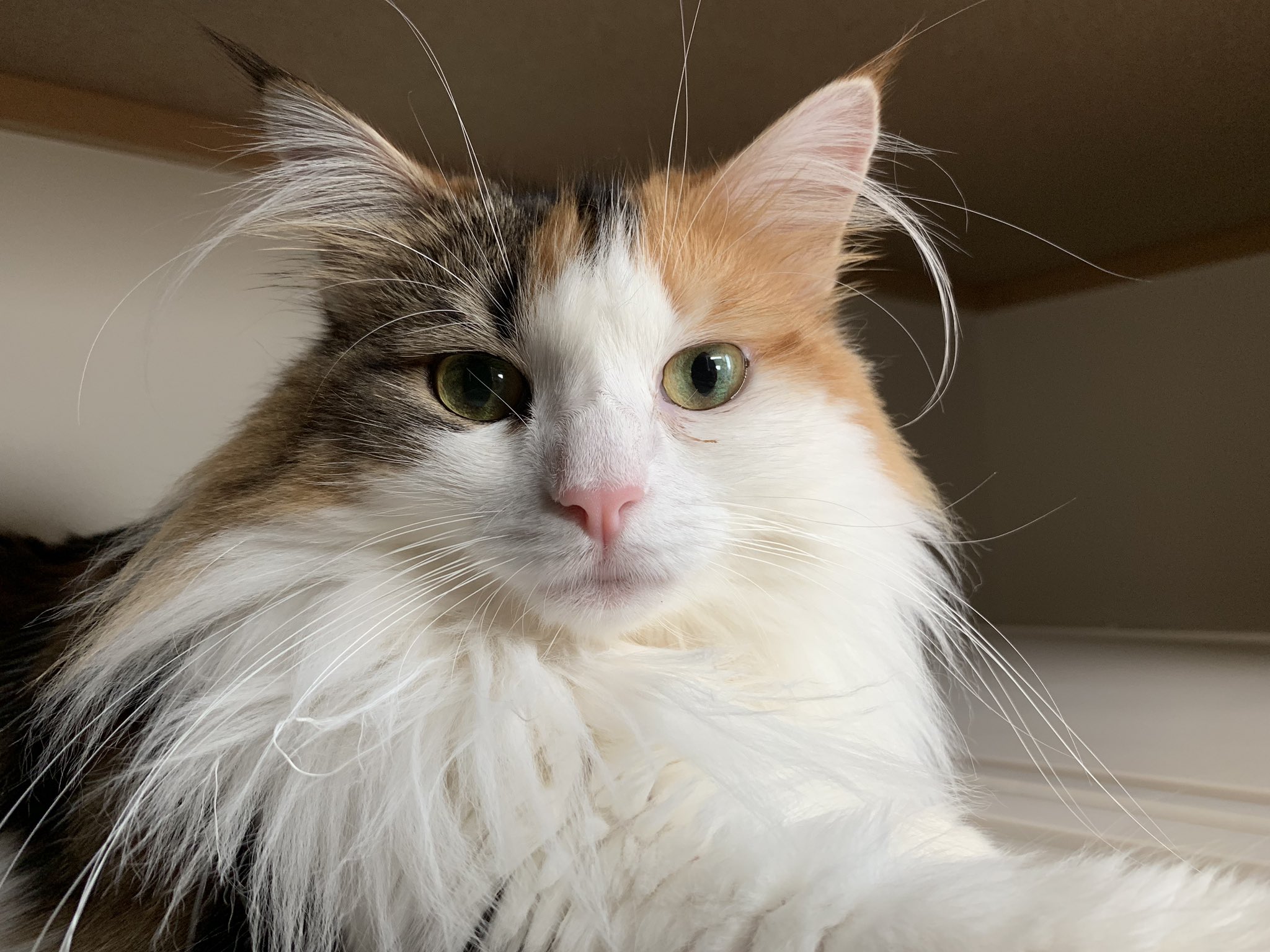 すもぽんの日常 唐突に猫紹介 すもも 私の天使ちゃん 愛されてるの分かっちゃってる系猫 耳毛とヒゲが無駄に長い 猫部 猫 猫好きさんと繋がりたい 猫モフー ミケ愛好会 ノル猫の森 ノルウェージャンフォレストキャット T Co Otfgfwxoce