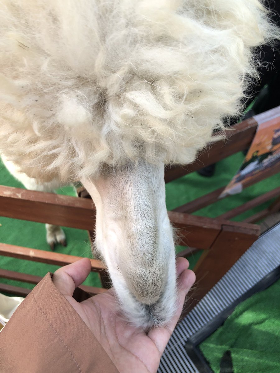 Plus Yu On Twitter グリナード永山のマクドナルド前にアルパカが遊びに来ていました ๑ ᴗ ふわふわ柔らか過ぎ 今八ヶ岳フェアをやっているそうです キャンプ Apple Snowpeak アップル 永山 多摩市 Mac グリナード永山 Plusyu Https T Co Xjs36xx3cj