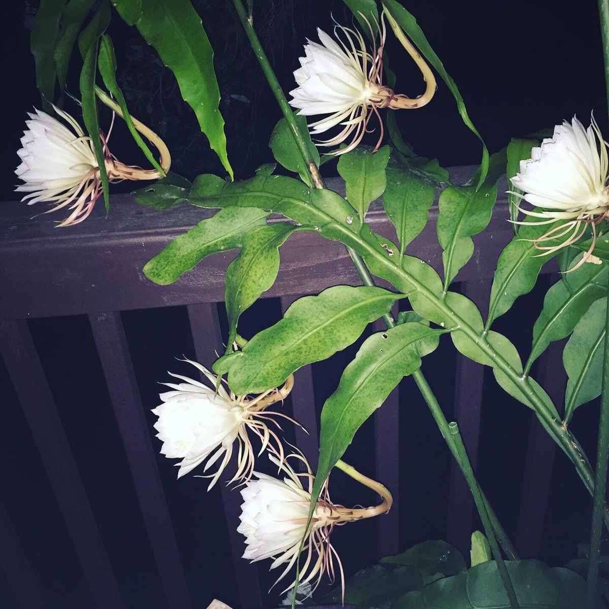 It’s called the “Queen of the Night”...an orchid cactus that only blooms one night a year...the one on the back porch finally did it! #smellsamazing #nature