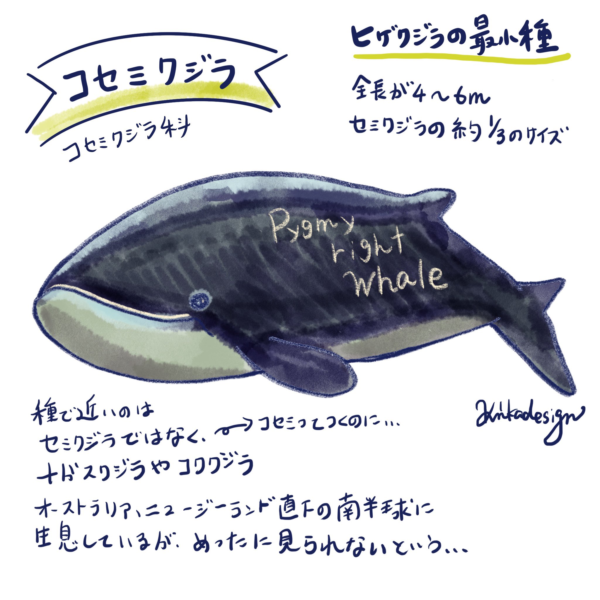 アイ 旅するイルカちゃん By Bluefieldnet Kinkadesign コセミクジラ 小さな セミクジラ かと思いきやセミクジラと形は少し似ているが名前に反して近い種類は コククジラ や ナガスクジラ どないやねん 笑 コセミクジラ クジラ イラスト 週