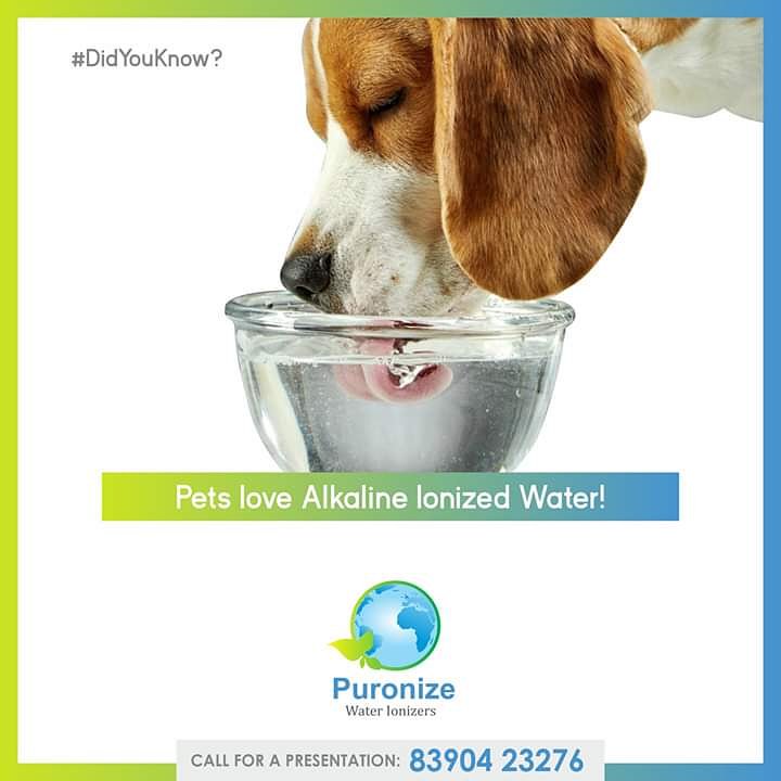 Will Alkaline Water Help Dogs