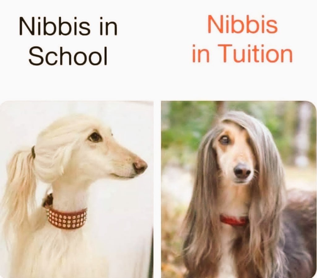 cheeeezy5's tweet image. Where&apos;s #Nibbis ? 🤠
Agree!!