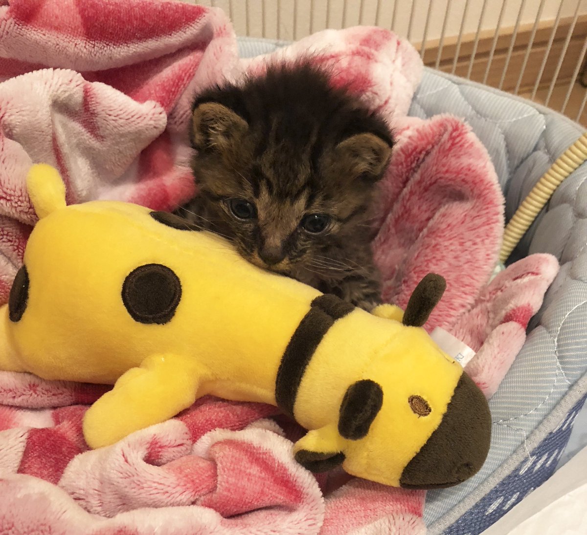 Akr 3巻でました ねこ飼い初心者の身空なので普段とてもじゃないけどアドバイスなんてしないんですが これだけは言わしておくんない これからねこ飼う人 飼い始めた人 ちょっと大きいサイズのぬいぐるみをプレゼントし 後生大事にするととってもhappy