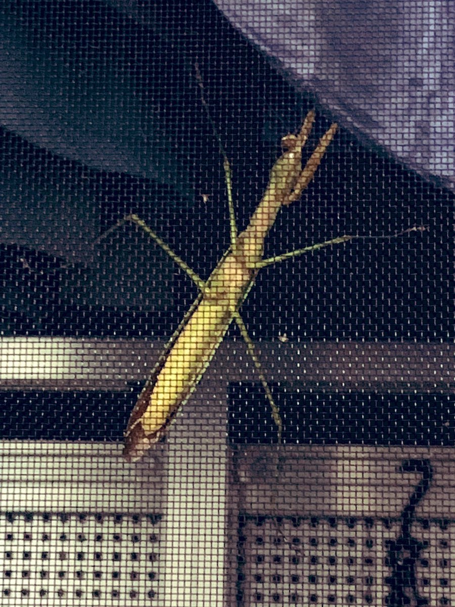tyleol1108fc's tweet photo. 外を見ればカマキリ https://t.co/XRmFCrL1a1