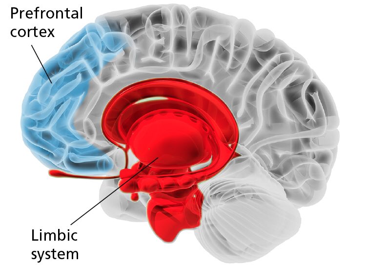 1 brain for 2. Limbic Cortex. Лимбическая система Кортекс. Prefrontal Cortex.