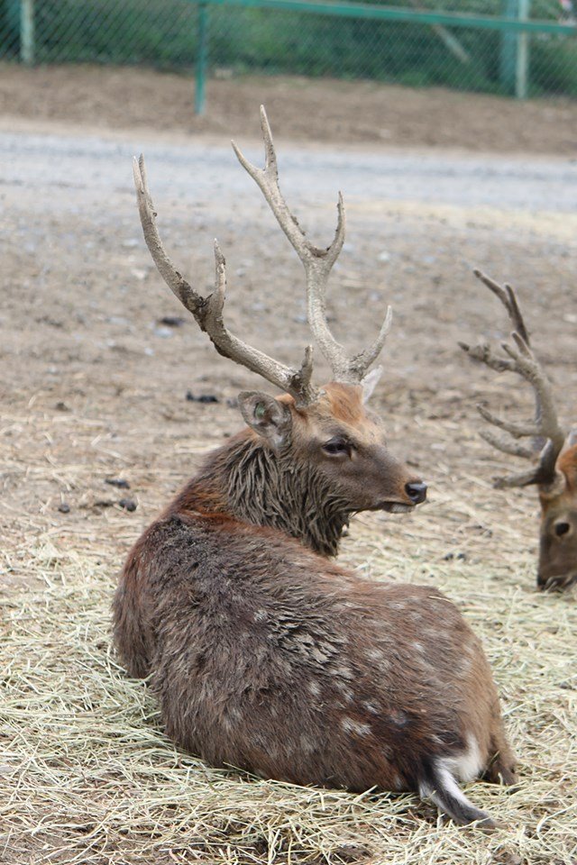 岩手サファリパーク ニホンジカのオスたちの角は 秋の繁殖期を目指して続々と完成しています こちらのオスは強そうなオーラが漂っていますね シカたちの立派な角は春先までご覧いただけますので ぜひ見に来てください 岩手サファリパーク キクタ