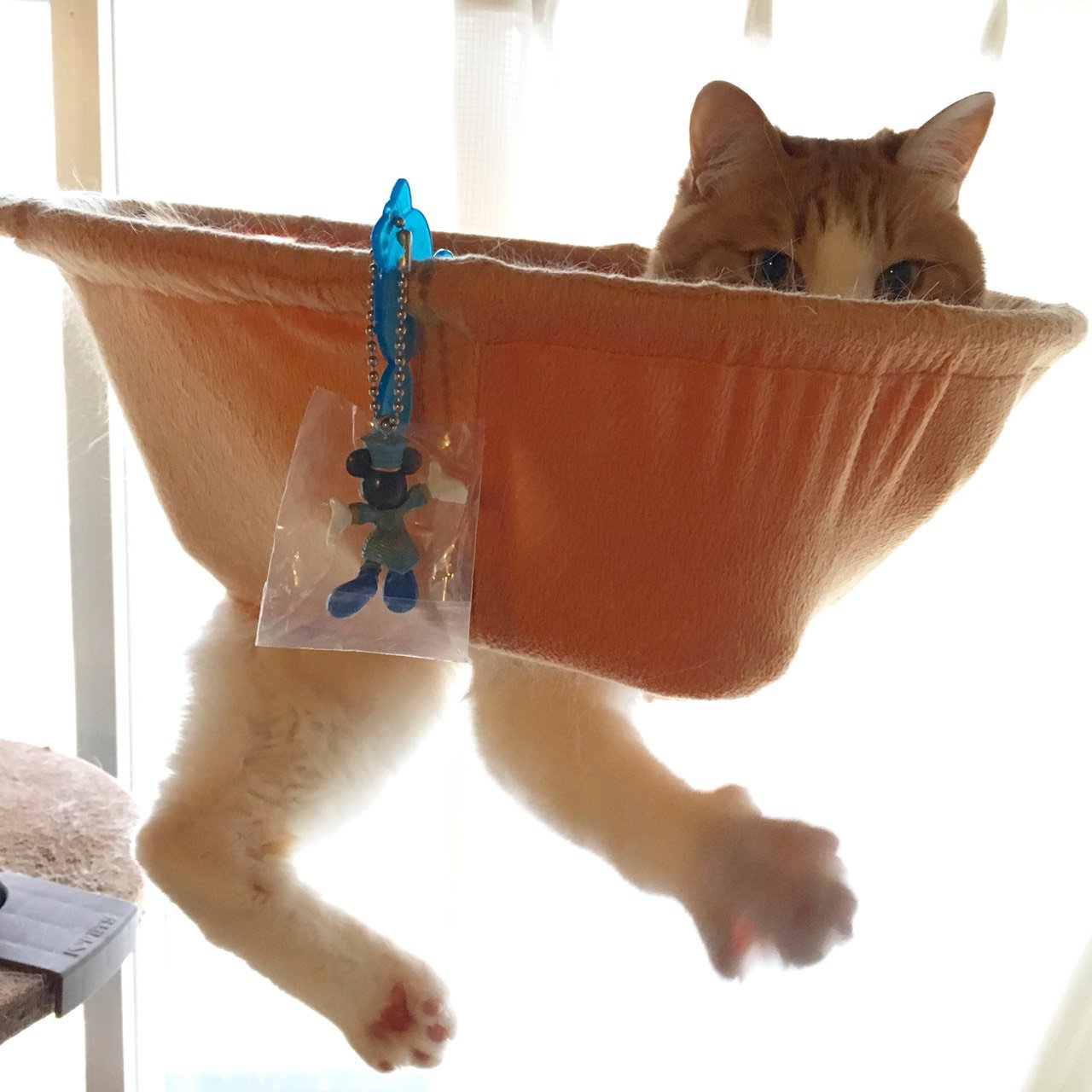 まるで別の生き物 穴の空いたハンモックに猫が収まった結果 話題の画像プラス まるで別の生き物 穴の空いたハンモックに猫が収まった結果 話題の画像プラス
