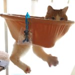 まるで別の生き物!穴の空いたハンモックに猫が収まった結果!