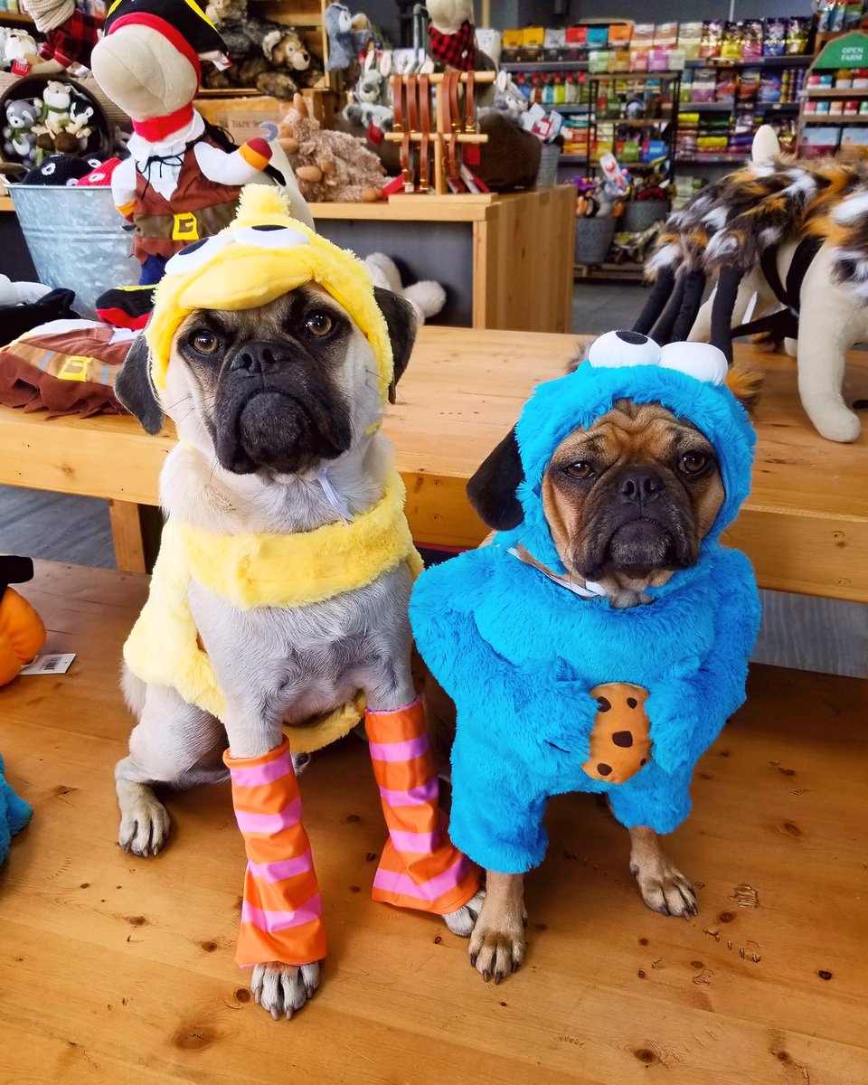 HalasPaws's tweet photo. Is that Big Bird and Cookie Monster from #SesameStreet ?! No, it’s Colter and Kenai! You had us fooled you two! 😂 Stop by Hala’s Paws today for all your Halloween pet costume needs!
#HalasPaws #PetStore https://t.co/xjXEm42bOv
