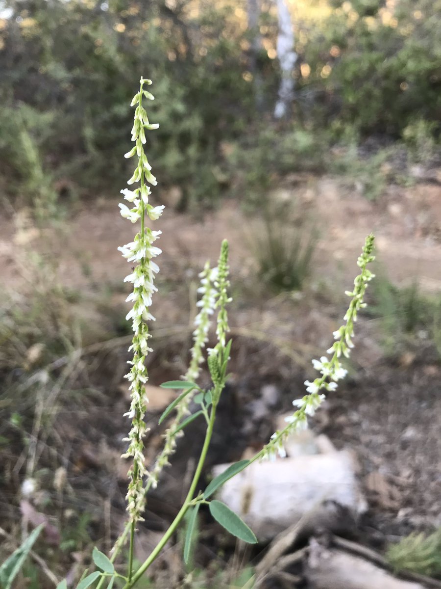 方舟子on Twitter 今日野花 加州倒挂金钟 California Fuchsia 美洲阔苞菊 Salt Marsh Fleabane 白花草木犀 White Sweet Clover 原产欧洲 多枝柽柳 Red Tamarisk 入侵植物 方舟子on Twitter 今日野花 加州倒挂金钟 California Fuchsia 美洲阔苞菊 Salt Marsh Fleabane 白花草木犀 White Sweet Clover 原产欧洲 多枝柽柳 Red Tamarisk 入侵植物