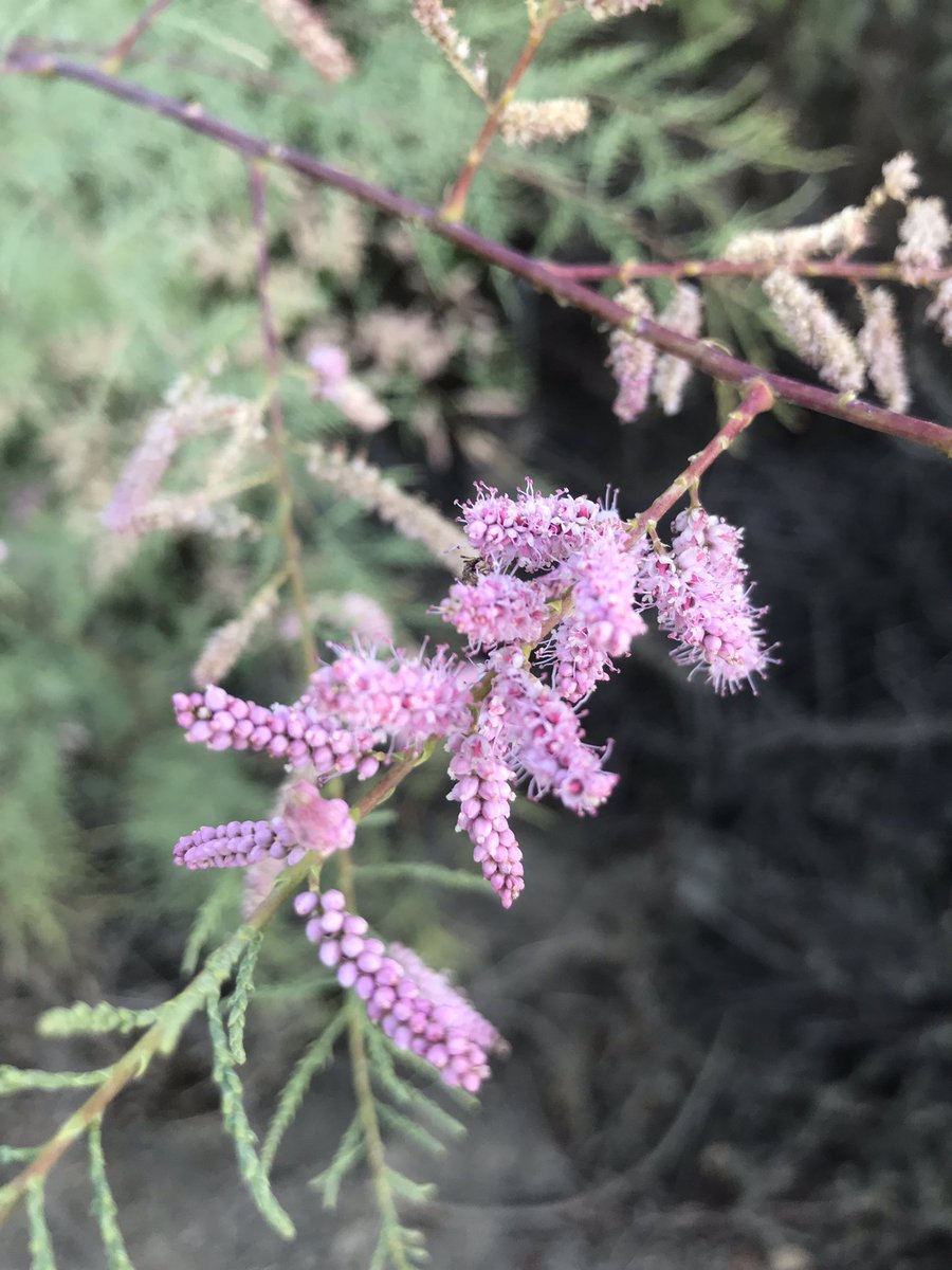 方舟子on Twitter 今日野花 加州倒挂金钟 California Fuchsia 美洲阔苞菊 Salt Marsh Fleabane 白花草木犀 White Sweet Clover 原产欧洲 多枝柽柳 Red Tamarisk 入侵植物 方舟子on Twitter 今日野花 加州倒挂金钟 California Fuchsia 美洲阔苞菊 Salt Marsh Fleabane 白花草木犀 White Sweet Clover 原产欧洲 多枝柽柳 Red Tamarisk 入侵植物