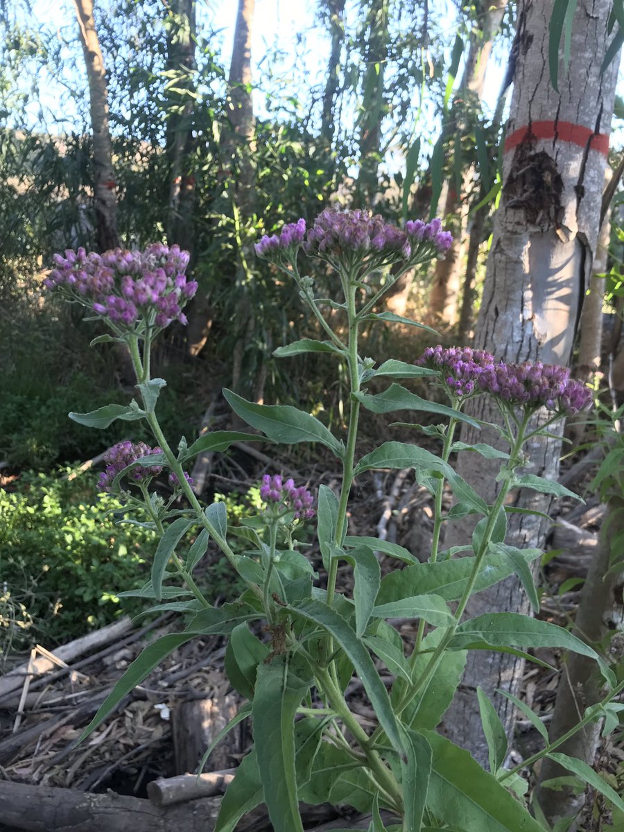 方舟子on Twitter 今日野花 加州倒挂金钟 California Fuchsia 美洲阔苞菊 Salt Marsh Fleabane 白花草木犀 White Sweet Clover 原产欧洲 多枝柽柳 Red Tamarisk 入侵植物 方舟子on Twitter 今日野花 加州倒挂金钟 California Fuchsia 美洲阔苞菊 Salt Marsh Fleabane 白花草木犀 White Sweet Clover 原产欧洲 多枝柽柳 Red Tamarisk 入侵植物