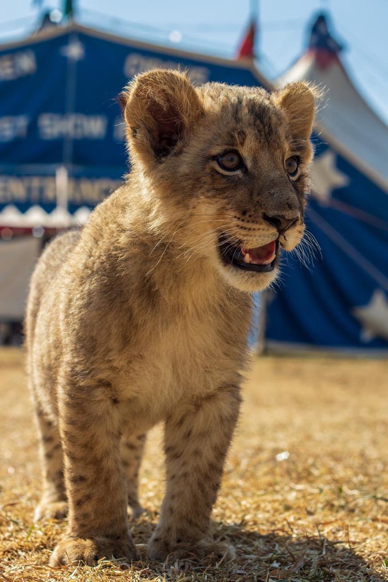 mclarenscircus's tweet photo. Don't miss #McLarenCircus  Spectacular Show in #Springs today 3pm &amp; 7:30pm #Daggafontein #DalFouche #Eastvale #Grootvaly #Rietfontein #SelectionPark #Selcourt #Strubenvale #Struisbult #Joburg #Jozi #Roodepoort #Gauteng Visit https://t.co/Y5XPaa1RcI #SouthAfrica traditional🎪🦁 https://t.co/WqHNpBshI1