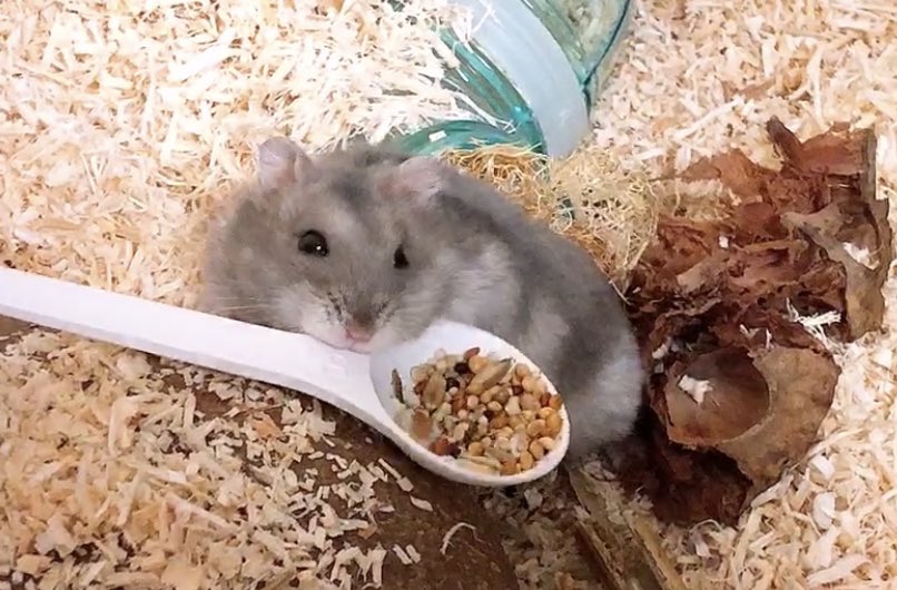 이거놓고 가라 인간놈