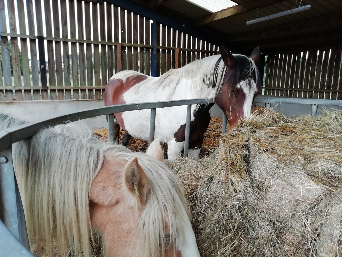 Tucking into a new bale..