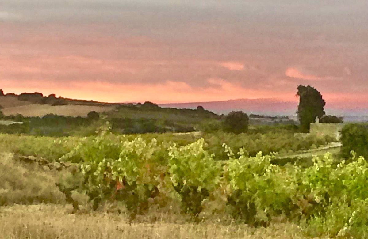 MendiOsabaWines's tweet photo. Good morning Lanciego! Another sunrise, another perfect day to harvest in Rioja Alavesa!
#sunrise #amanecer #Lanciego
#MendibyMendietaOsaba #wine #riojawine  #rioja #tempranillo #vino #Lanciego #riojaalvesa @MendietaOsabaWines #wein #abra #vineyard #viña #harvest #vendimia https://t.co/YGt9hyGhAS