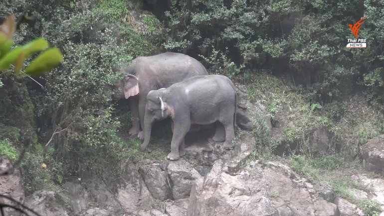 Five adult elephants die after falling into waterfall trying to save calf