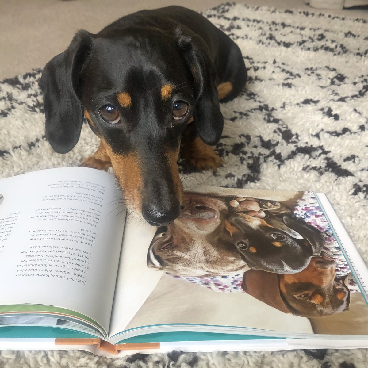 firstlondonbook's tweet photo. I think he recognises himself in one of the characters?
#firstlondonbookclub #FLBC #booksanddogs #dogsandbooks https://t.co/QHVhE8sUhf